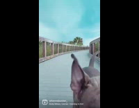 Dog wearing blue leash runs towards owner