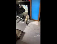 Collab BitchMP - Compilation guy scares his white cat