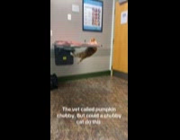 Chubby cat fails to climb examination table