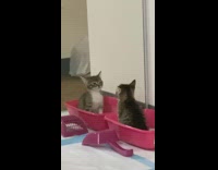 Cat sitting inside of pink box staring at itself in mirror 