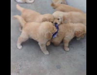 Collab Pets_For_All - Golden retriever heaven