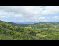 Green hills with ocean view and cows