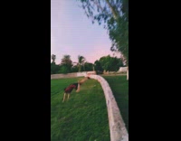 Guy red shirt jumps on tree log and wall, trips and falls on grass slow motion