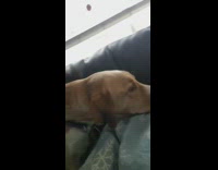 Dog lick owner covered blanket couch snowflakes