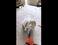 Collab AnimalIG - White dog plays and bites water bottle on a carpet