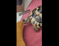 Turtle biting the big toe of guys foot 