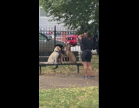Dogs sit on black bench while woman photographs