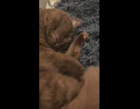 Asleep Brown Cat Twitches Feet and Purrs