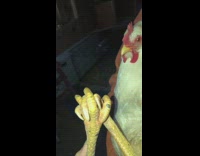 Collab BitchMP - Chicken foot hand hold