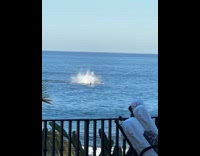 Paddleboarder near breaching whales