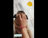 Pug dog grey wood floor red bracelet 