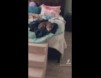 Chihuahua growls at camera when owner asks for owa