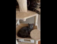 Collab PLC - Cats on their each cat tower