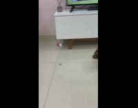 Dog playing with bobble toy on spring on ground