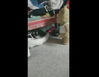 Black white puppy dog barks bear toy