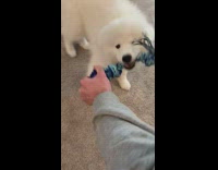 White samoyed puppy dog blue rope toy