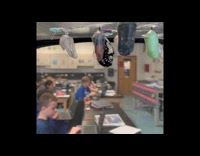 Butterfly emerges from cocoon in time lapse