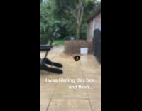 Collab ClipsIG - Bee flies at guy screams runs away