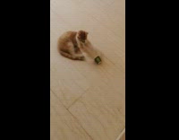 Brown cat plays with black paper cup 