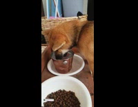 Shiba dog licks ice in copper bucket 