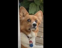 Collab BitchMP - Corgi dog on porch looking in funny zoom