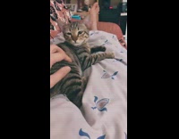 Guy pets wakes sleeping cat on lap 