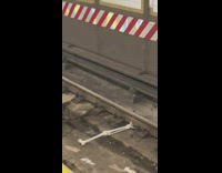 Leg Bone Between Train Tracks at Subway Station
