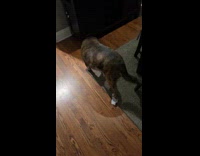 Dog walking with tissue stuck on hind paw