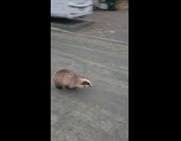 Two wild badger run and chase on the street