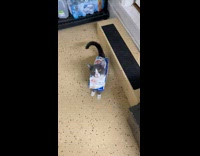 Cat wears cardboard box