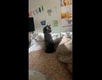 Black cat sits up meowing sits down 