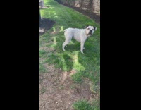 White dog with blue harness on chases ball misses