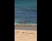 Collab Kook Of The Day - man snorkeling on beach wears black shorts
