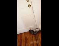 Cat lays down blocks front door girl