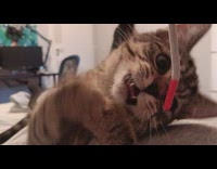 Kitten on chest play with shoelace bait