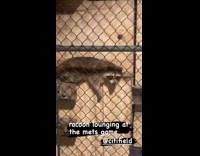 Collab WINY - Raccoon behind fence at Mets game part 2