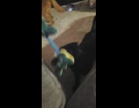 Brown dog doesnt know tug of war