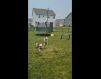 Dogs Play Excitedly with Tetherball on Yard
