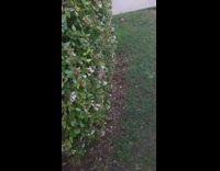 Moth fly leaves mistaken for a Hummingbird