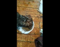 Puppy play with dirty water in bucket
