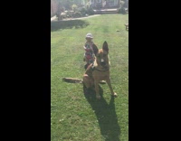 Dog pulls tricycle little girl falls off 