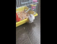Hamster struggles to open door to his own cage