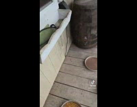 Guy fills bowls for cats in backyard to eat 