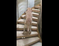 Senior dog attempts to climb spiral staircase 