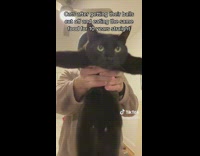 Man Holds and Shakes Black Cat Playfully