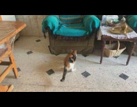 Mother cat drop kitten when getting up chair