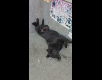 Large black dog lays yellow tag ear 