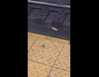 Rat pulls pizza crust on the subway