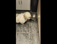 Dog walk slowly to drink from bowl