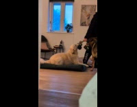 Dog gets pulled tug of war game